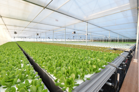 起底京东植物工厂 水培蔬菜安全到“不洗就能吃”，科技如何重塑茶叶种植