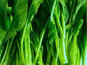 油菜 餐桌上的营养明星与田间地头的生态卫士