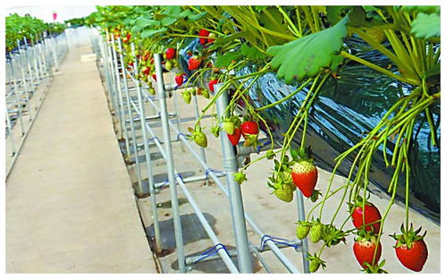 全球植物工厂进入量产阶段 蔬菜种植的科技革命